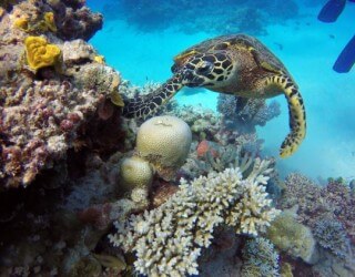 La Gran Barrera de Coral, por ahora, fuera de peligro